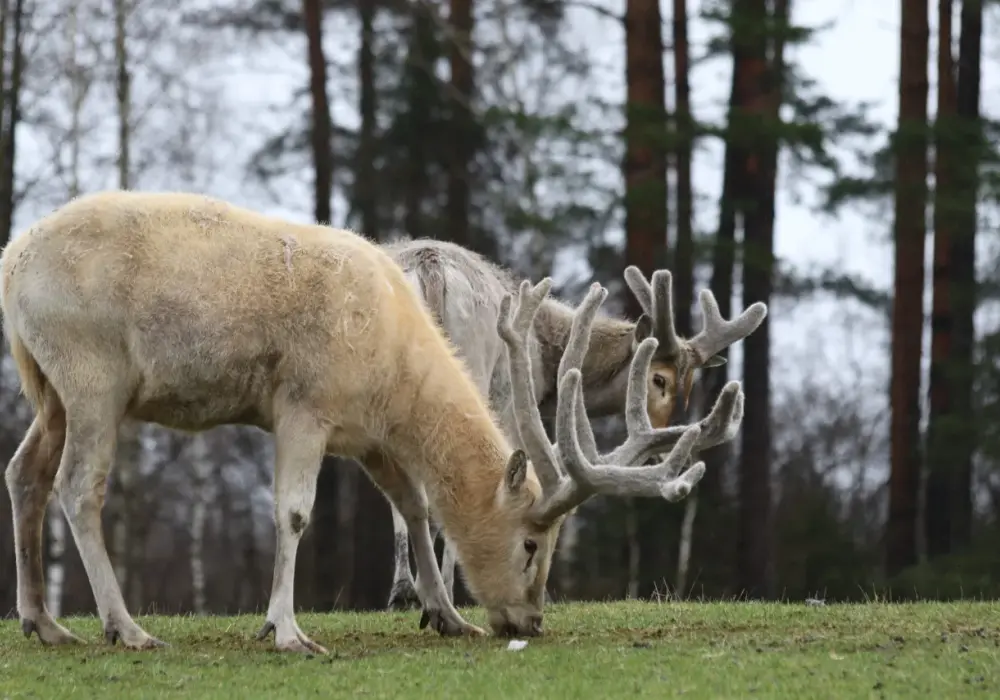 Kadzidłowo - ceny biletów i jak zaplanować wizytę?
