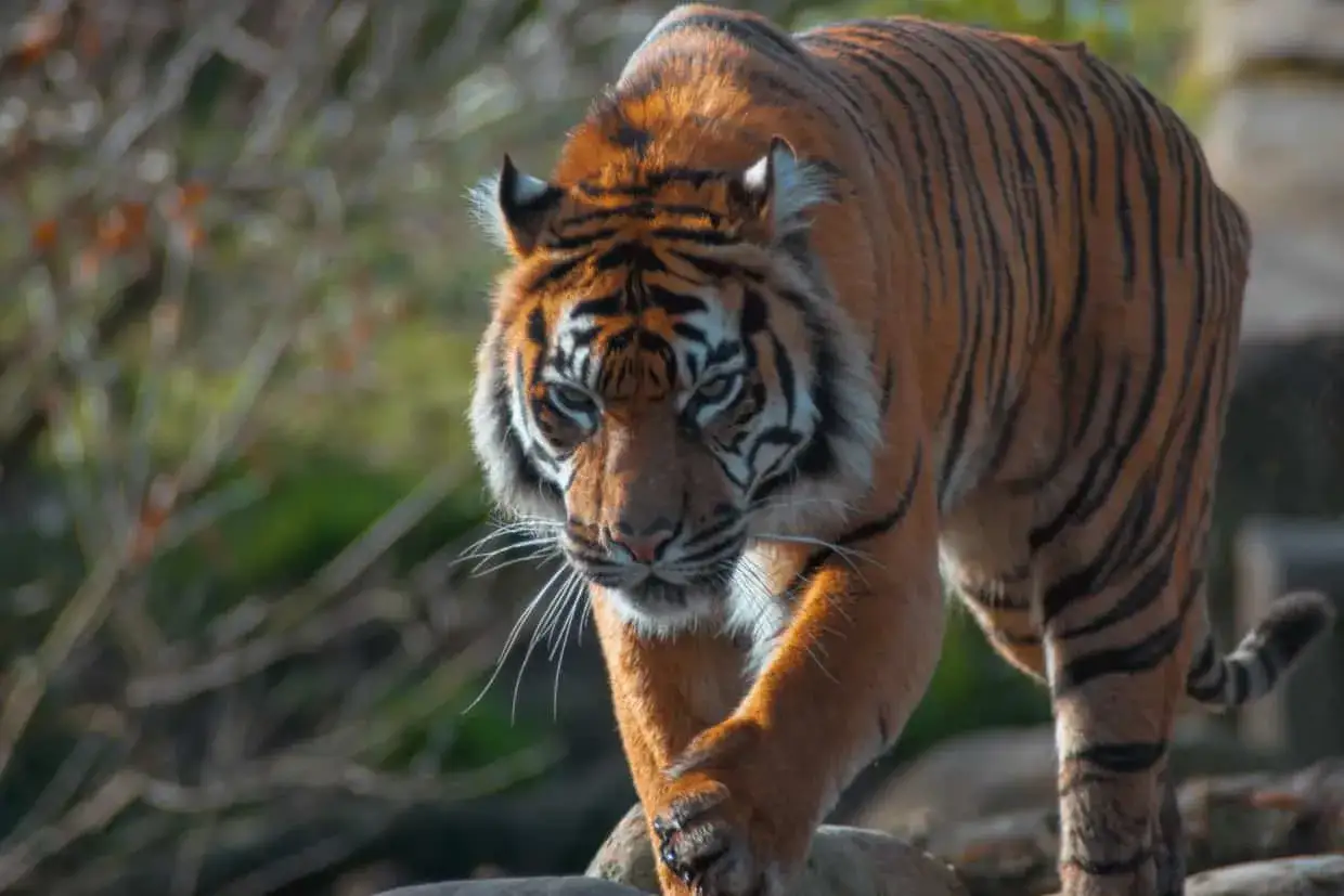 Tygrys w zoo rzym, majestatycznie kroczy po kamieniach, jego pomarańczowe futro lśni w słońcu.