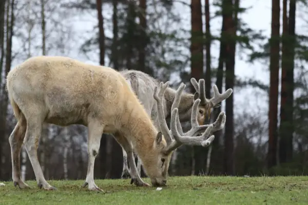 Kadzidłowo - ceny biletów i jak zaplanować wizytę?