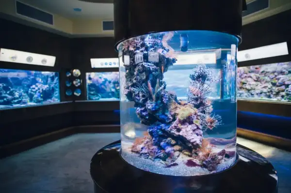 Oceanarium Świnoujście - Cennik i Porównanie. Co wybrać?